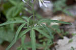 Cutleaf toothwort